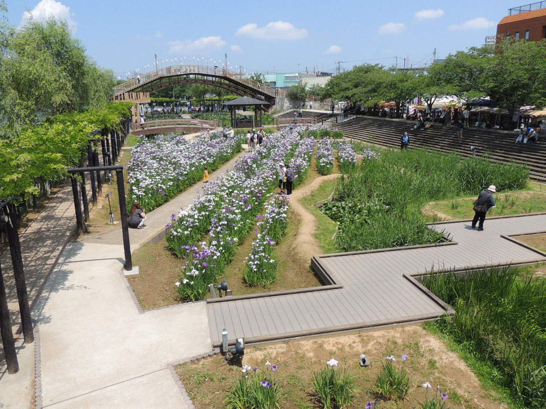 Suigo Itako Iris Festival-潮来市必去景点