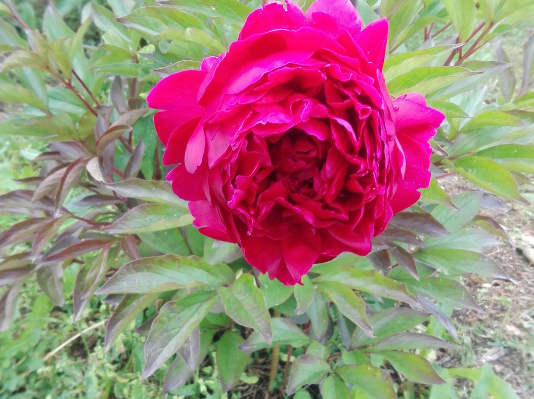 Moutan Botanical Center景点图片
