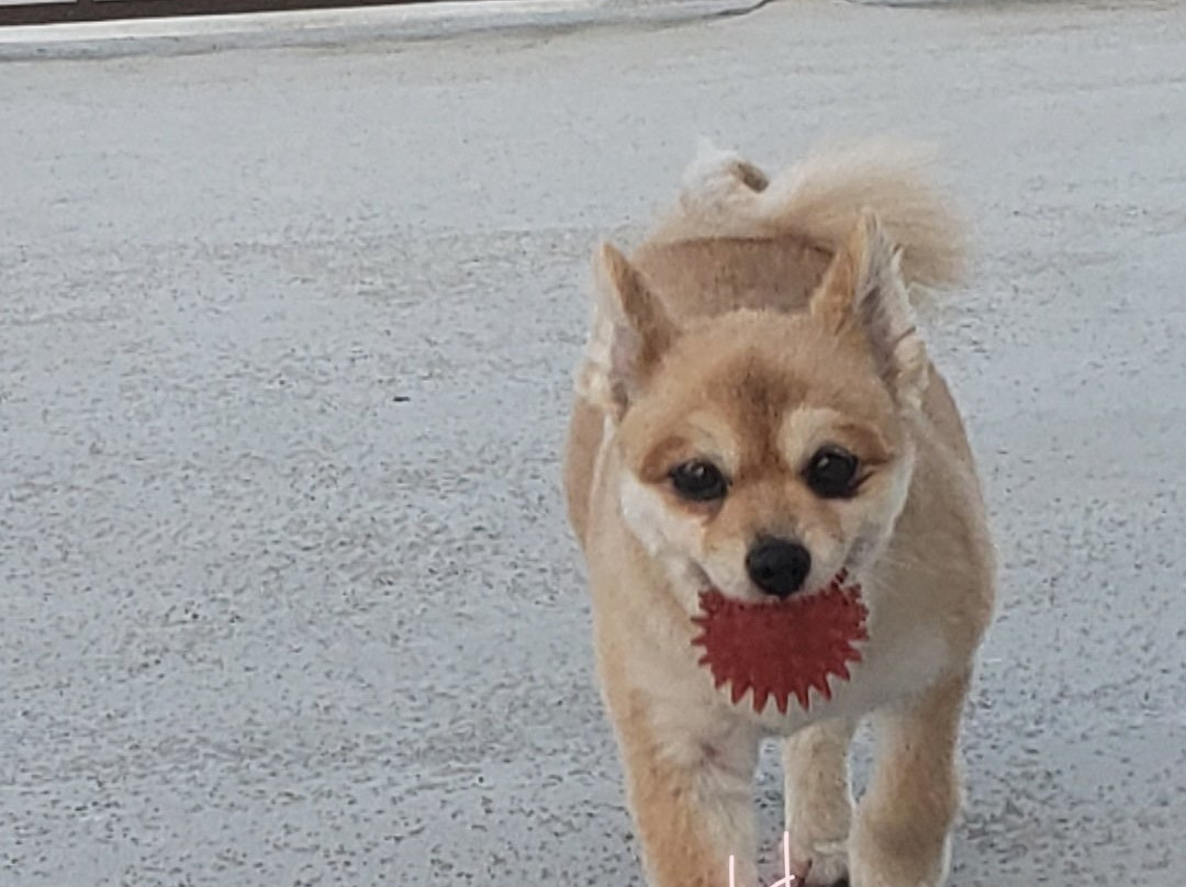 Kingfisher Inn主图