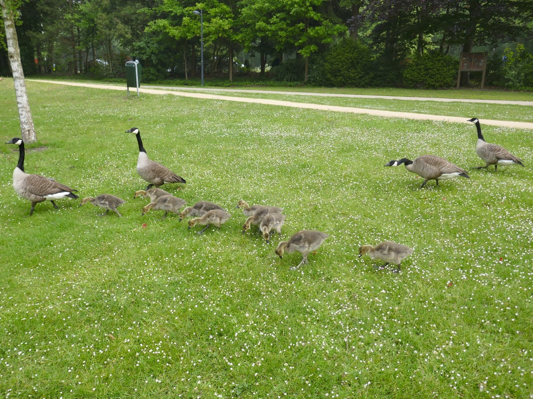 Molenvijverpark景点图片