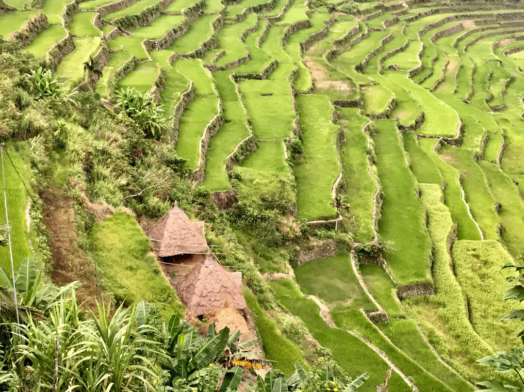 菲律宾水稻梯田景点图片