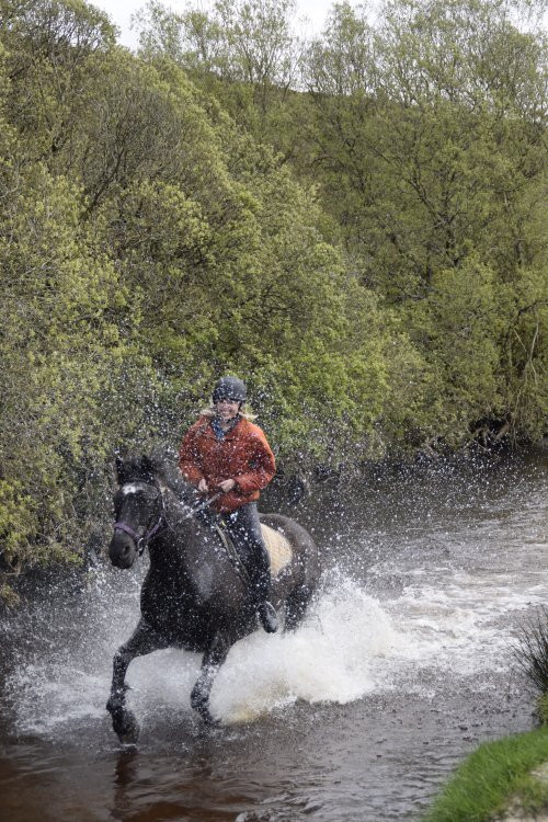 Hollywood Horse and Pony Trekking Centre景点图片