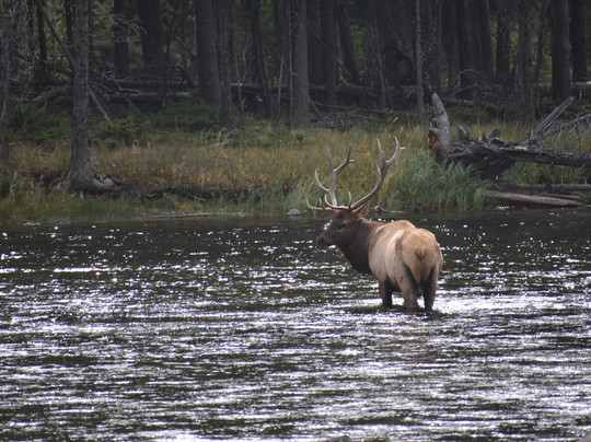 Yellowstone Western Tours-西黄石镇必去景点