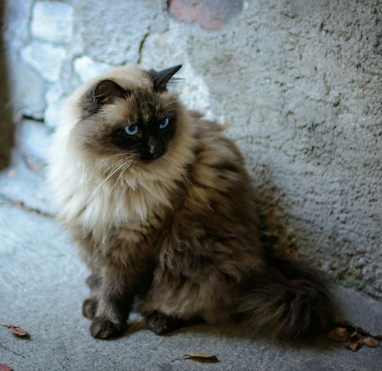 DOMINICAN TRANSFERS P.U.J-巴瓦罗必去景点