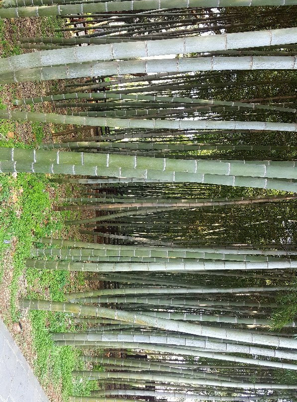 Jeonju Arboretum-全州市必去景点