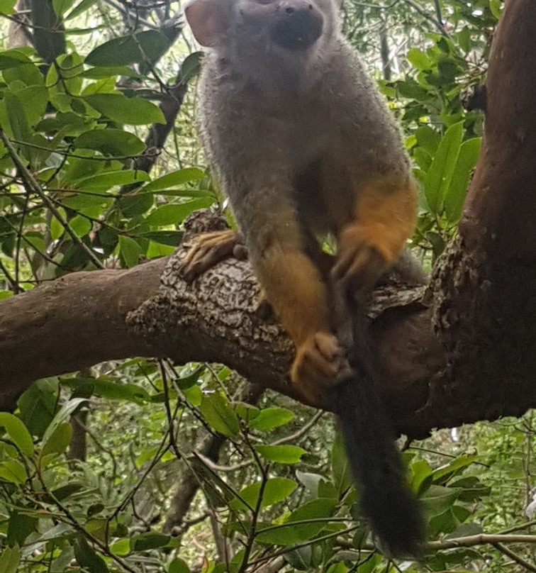Bush Babies Monkey Sanctuary景点图片