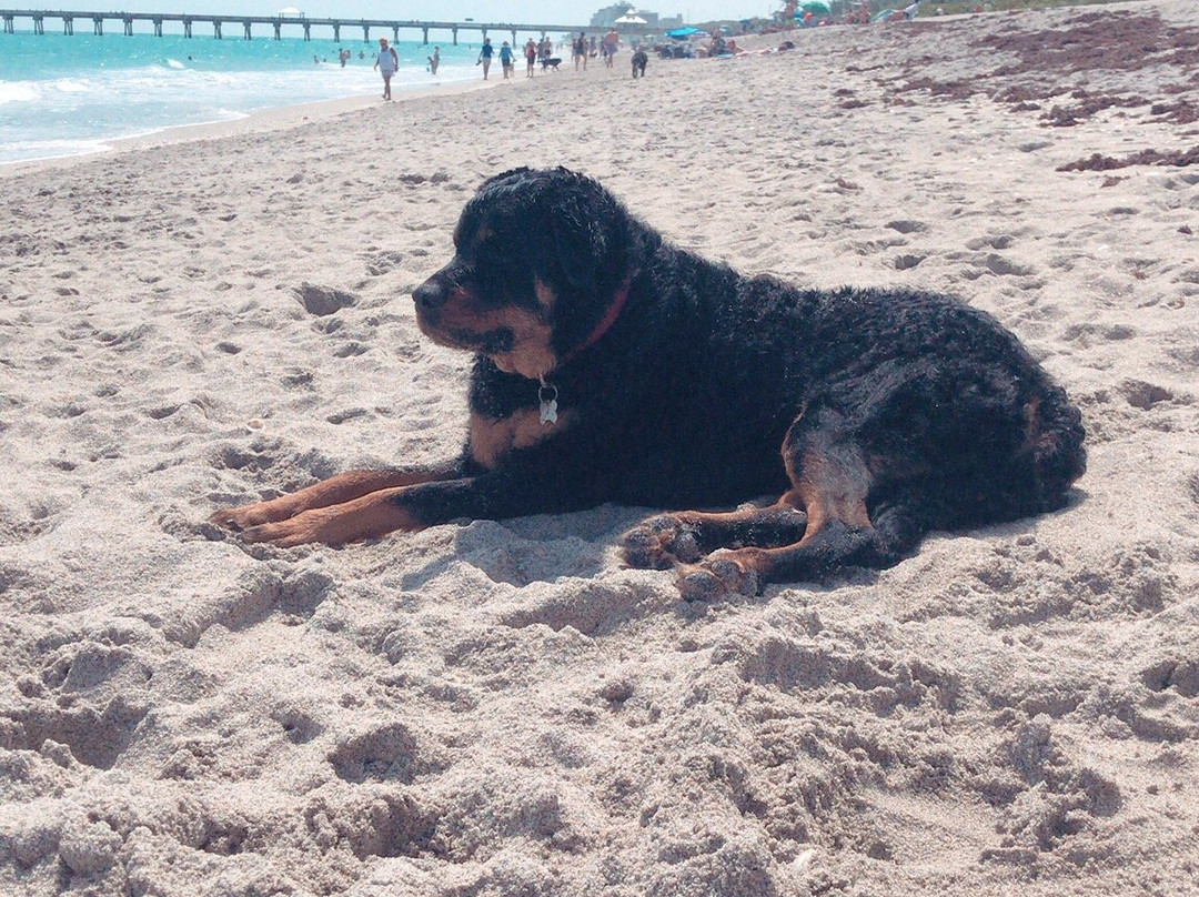 Jupiter Dog Beach-朱庇特必去景点