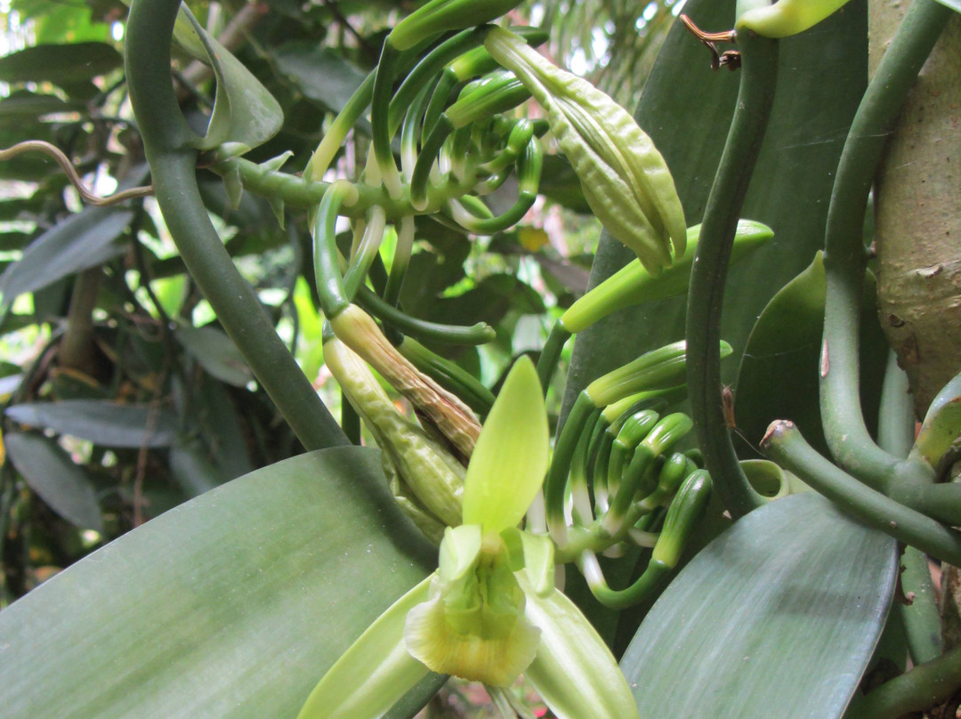 Aromaore-Ouangani必去景点