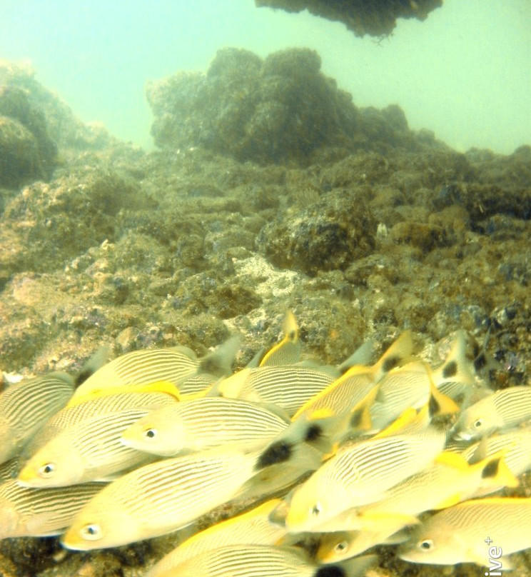 Twin Dolphins-瓦拉塔港必去景点