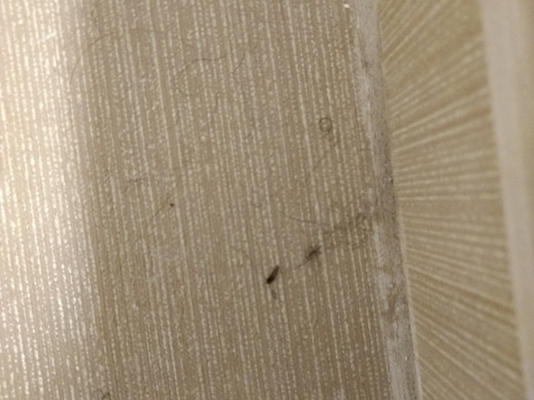 Comfort Inn Virginia Horse Center主图