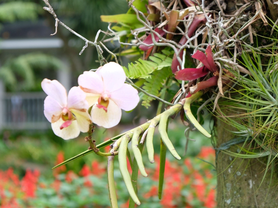 Tamayong Prayer Mountain-达沃必去景点
