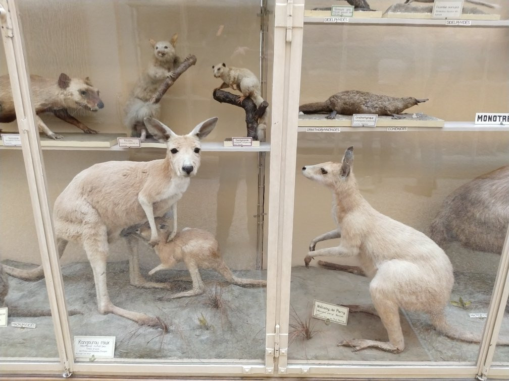 Musée de Zoologie Lausanne景点图片