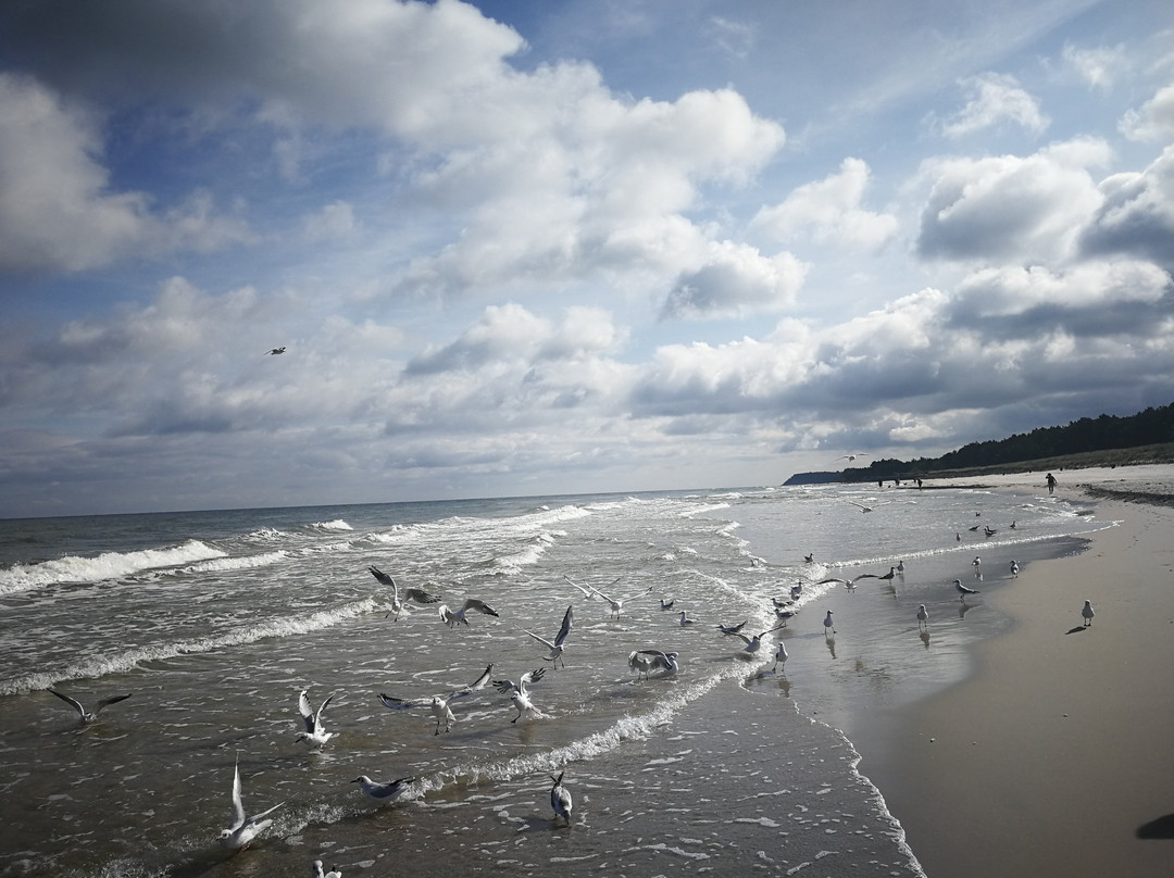 Willa Aquarius主图