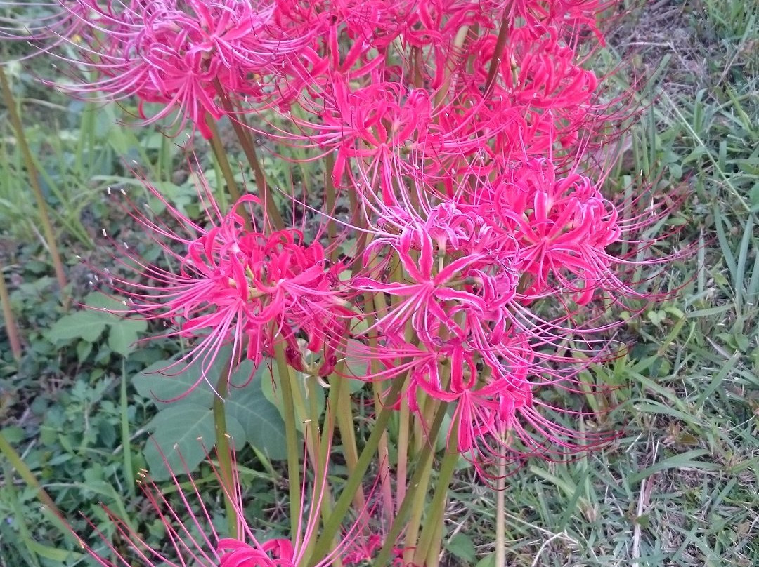 Tsuzura Tanada-浮羽市必去景点