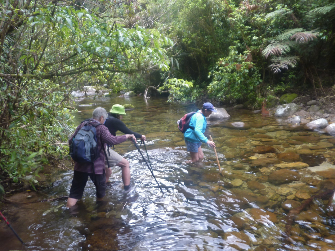 Rapurapu Kauri Track-怀卡托地区必去景点