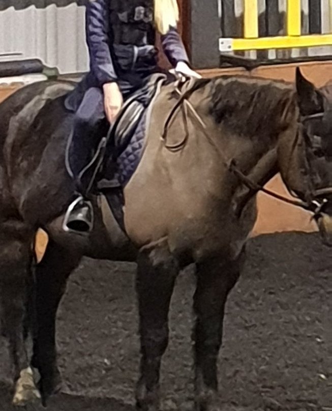 Ayr Equestrian Centre景点图片
