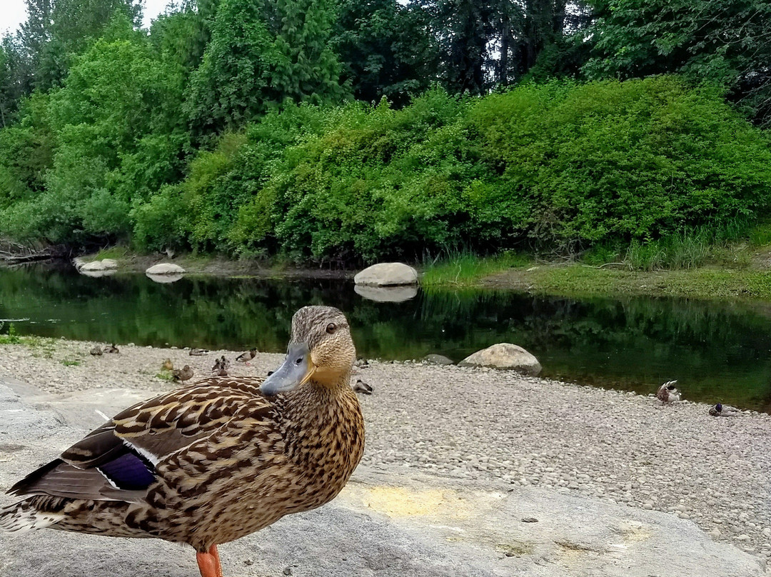 Sammamish River Trail-雷德蒙德必去景点