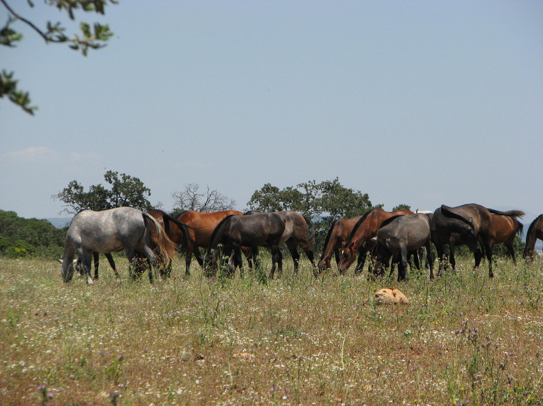 yeguada de domingo chinchilla * stud of domingo chinchilla-Algarinejo必去景点