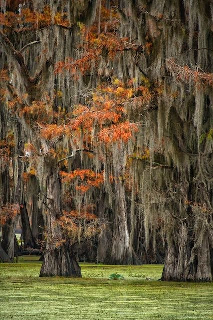 Caddo Lake Tours and Canoe Rentals-Uncertain必去景点