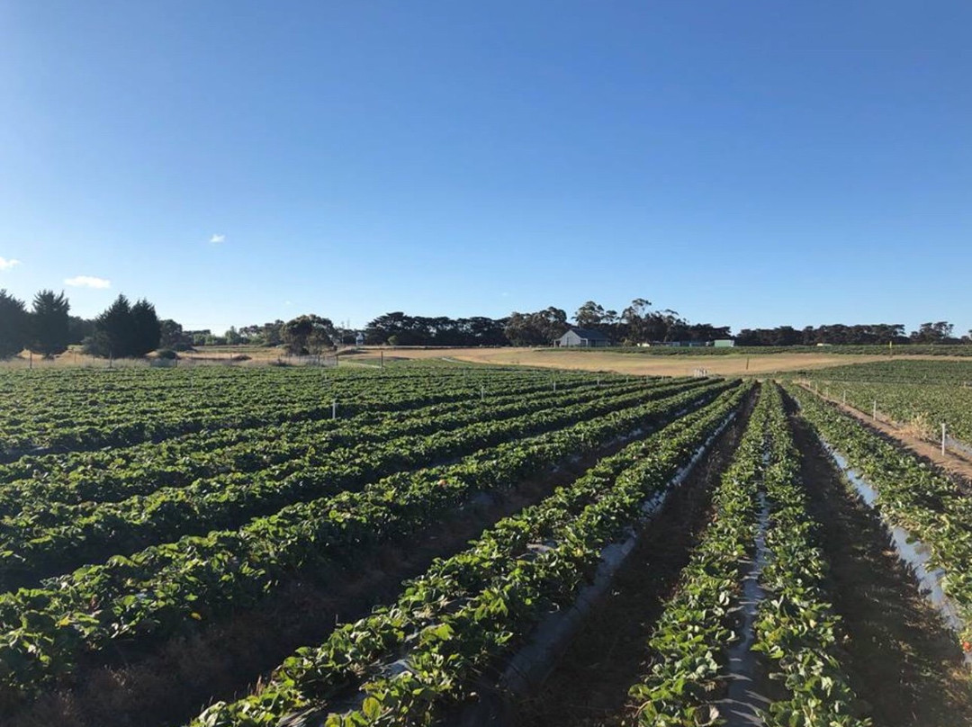 Surf Coast Strawberry Fields-Mount Duneed必去景点
