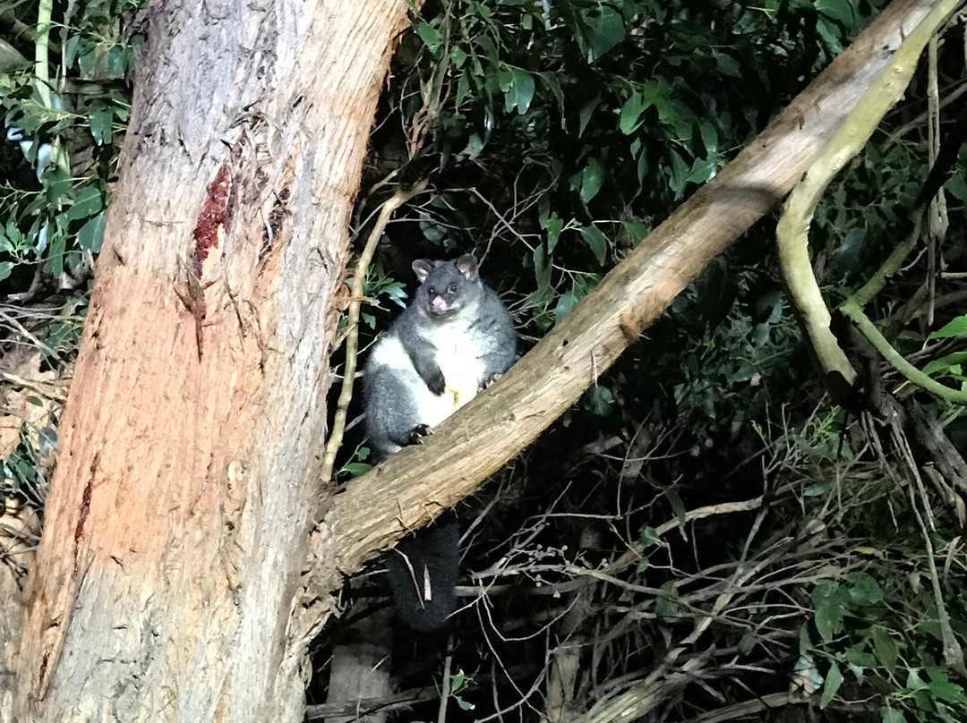 Wombat Discovery Tours-戴尔斯福特必去景点