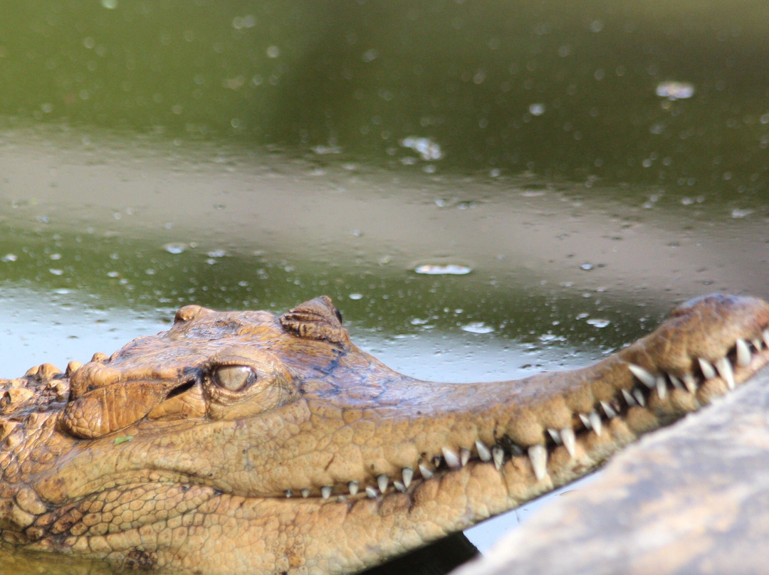 Zulu Croc Reptile Park景点图片