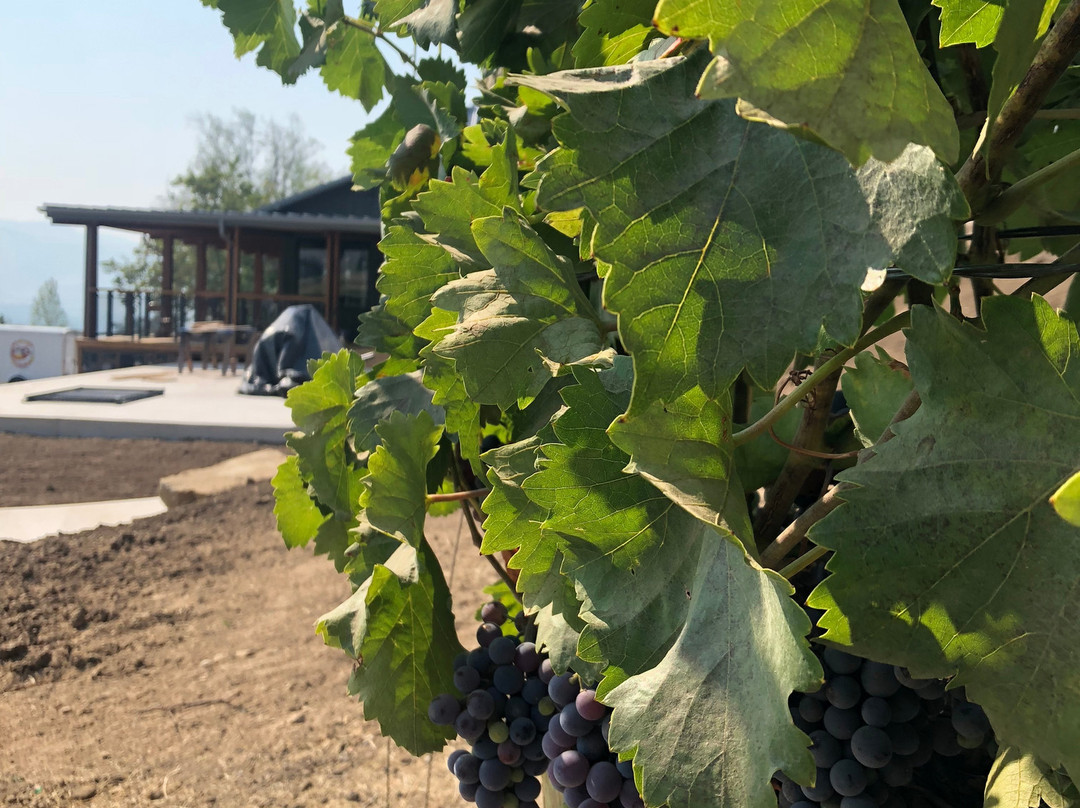 Long Walk Vineyard-阿什兰必去景点