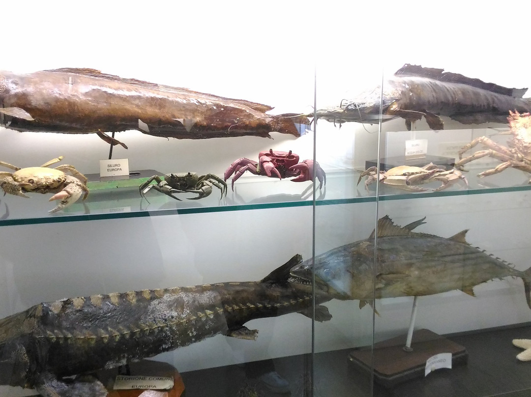 Museo Padre Aurelio Menin景点图片