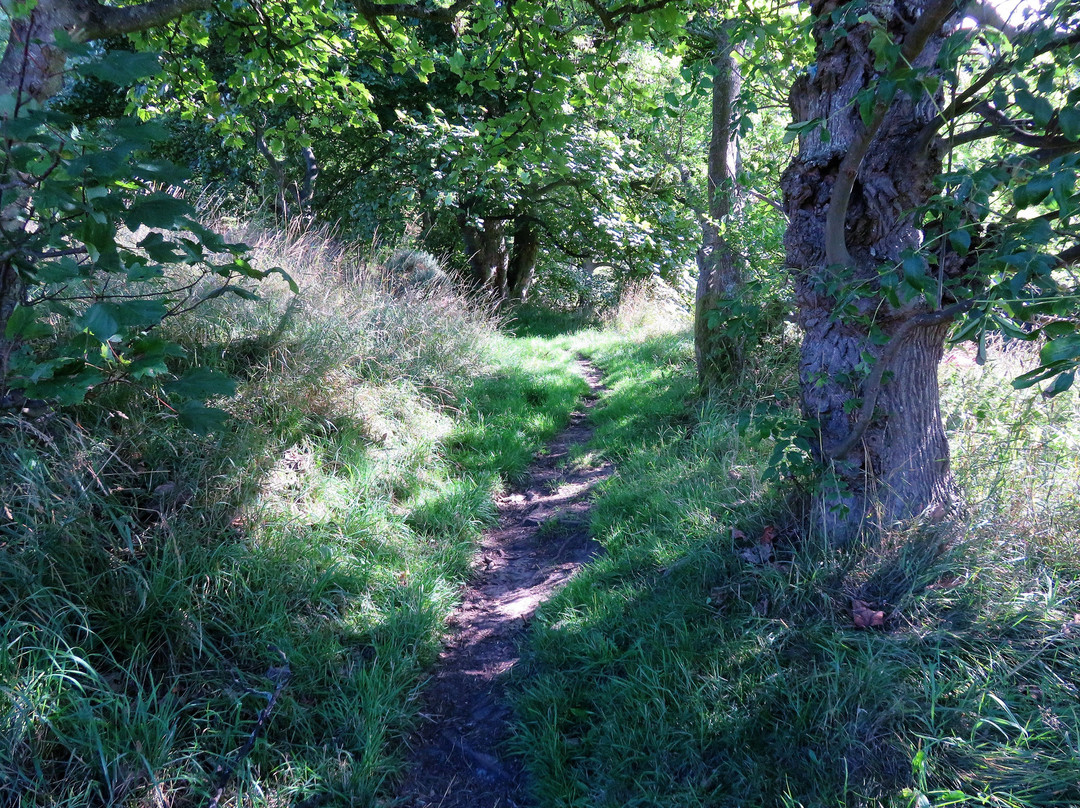 Kilmagad Wood-Kinross必去景点