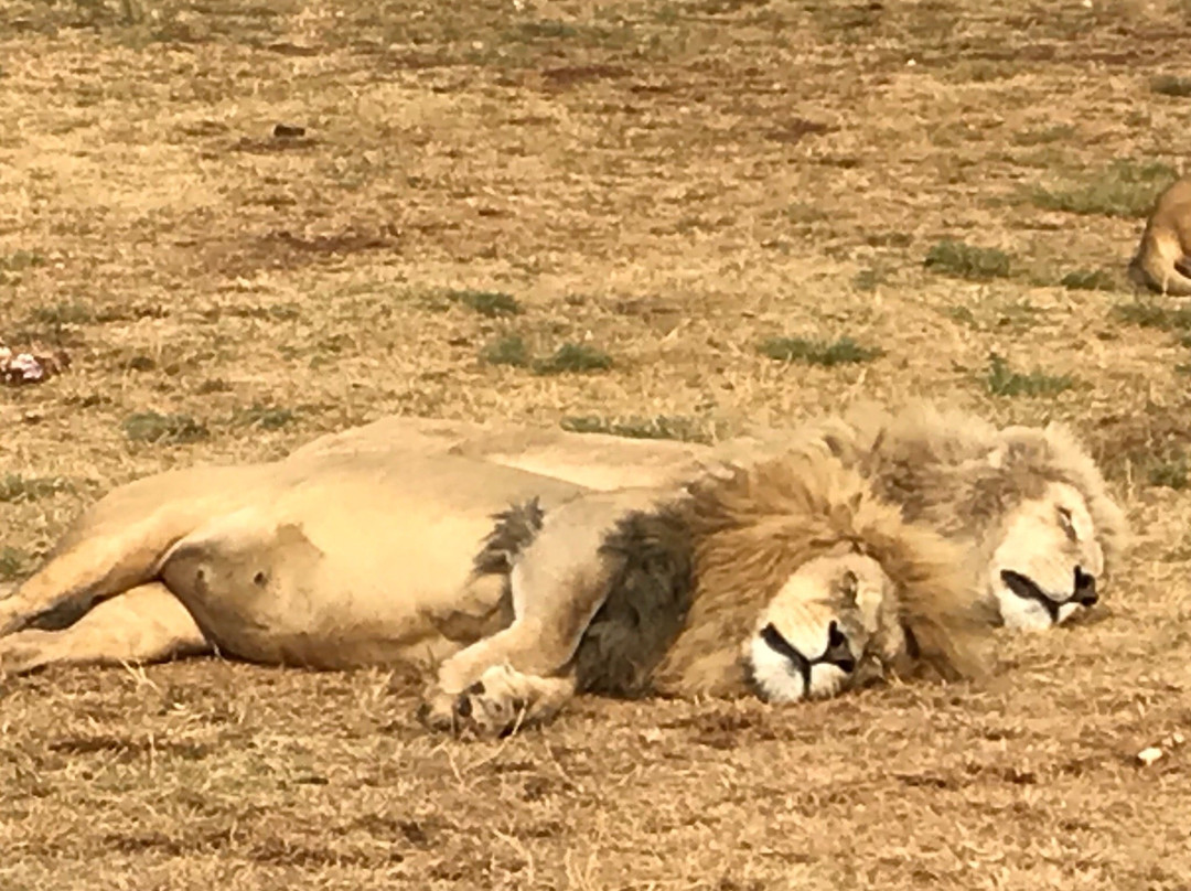 Lion and Safari Park景点图片