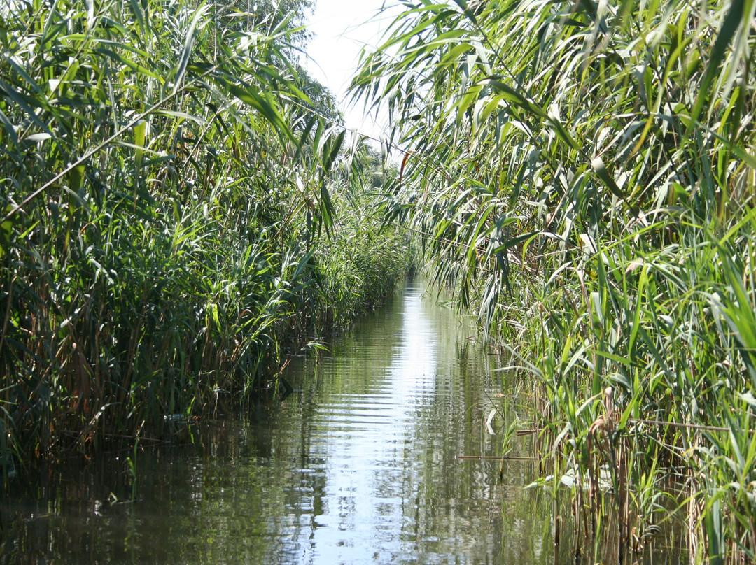 Danube Delta Wildlife Boat Tours景点图片