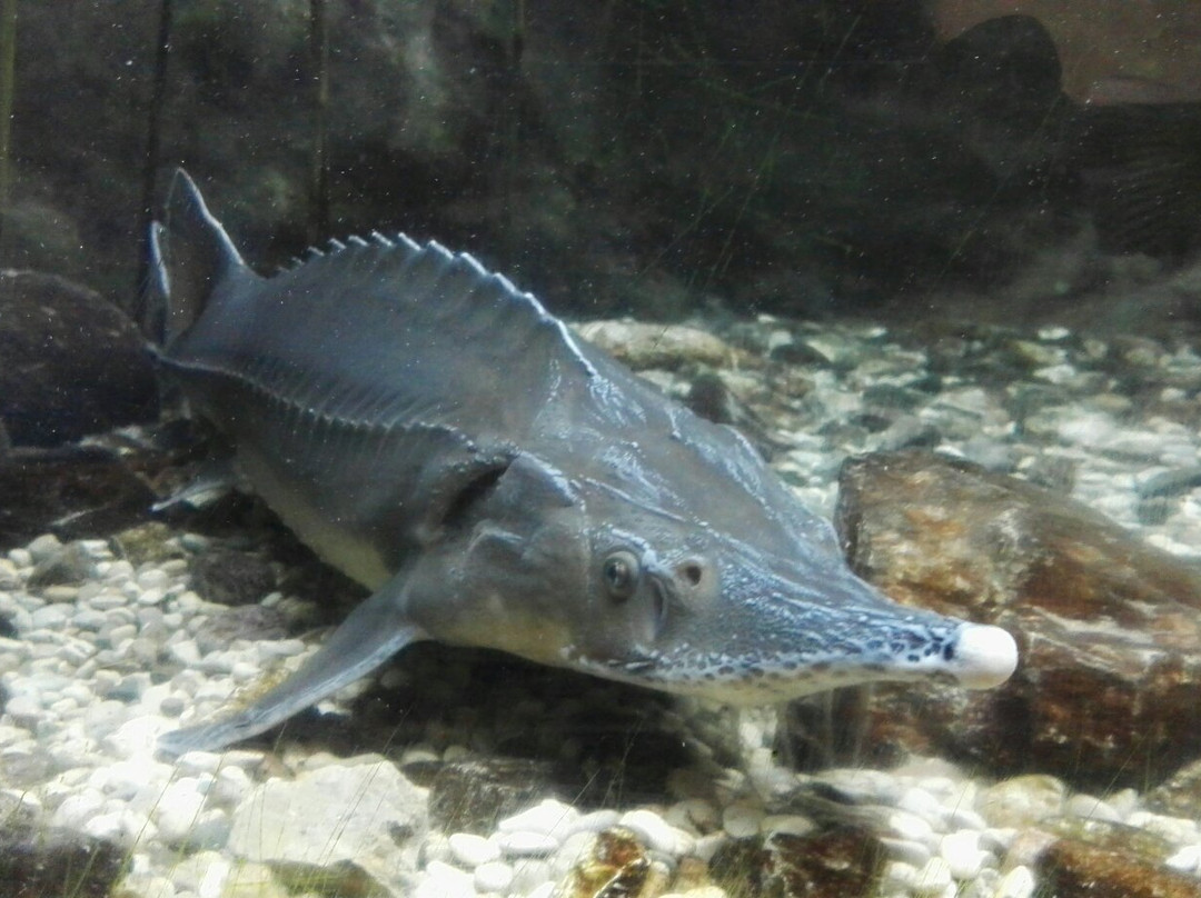 Acquario di Ariis景点图片