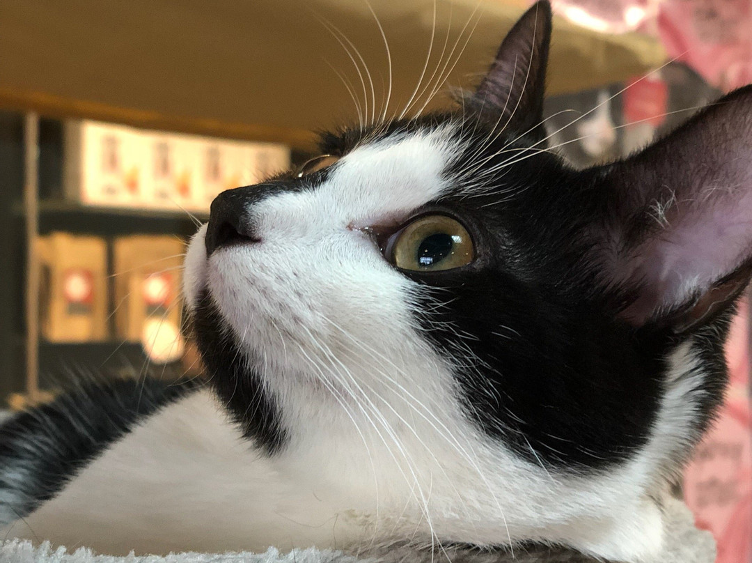 Neko Ngeru Cat Cafe景点图片