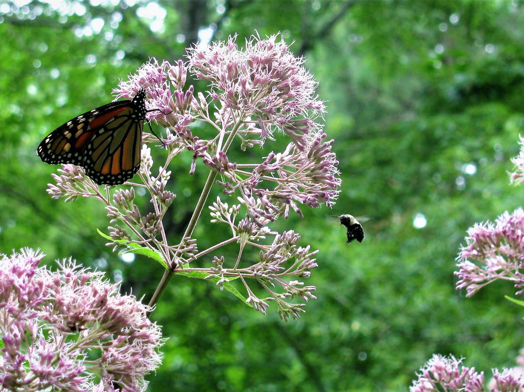 Helen Avalynne Tawes Garden-安纳波利斯必去景点