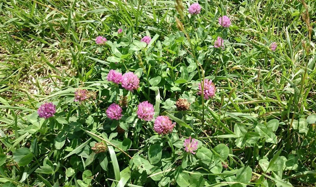 Todojima Obsevatory-Rebun-to必去景点