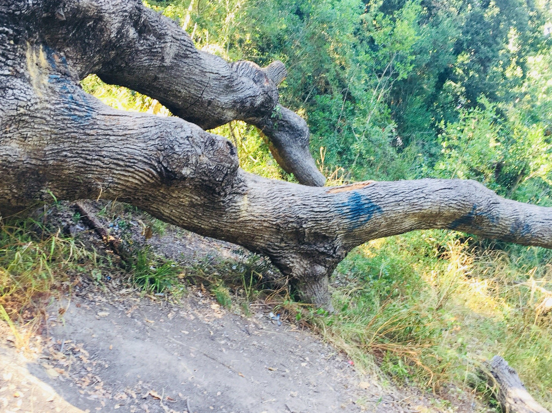 Oasi Bosco di Palo-拉迪斯波利必去景点