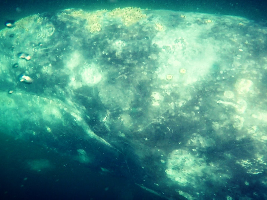 Magdalena Bay-下加利福尼亚州必去景点