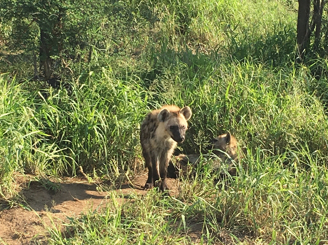 Afriguided Safaris-霍德斯普鲁特必去景点