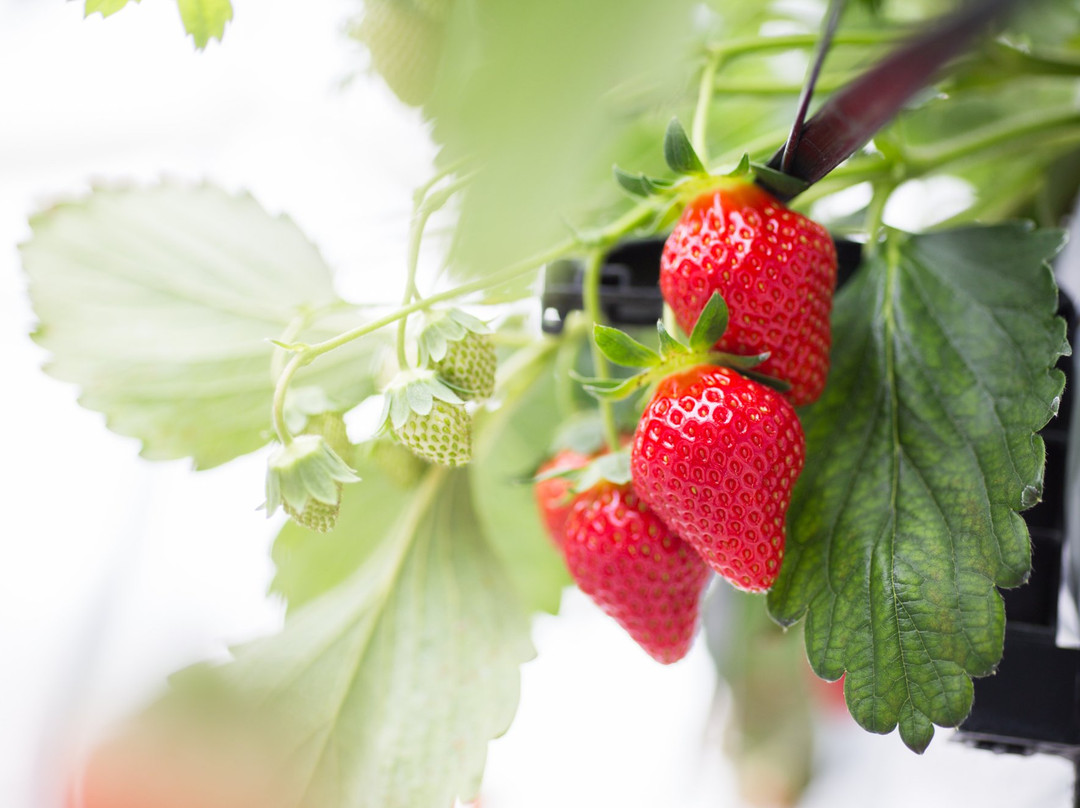 ICHIGO WORLD-山元町必去景点