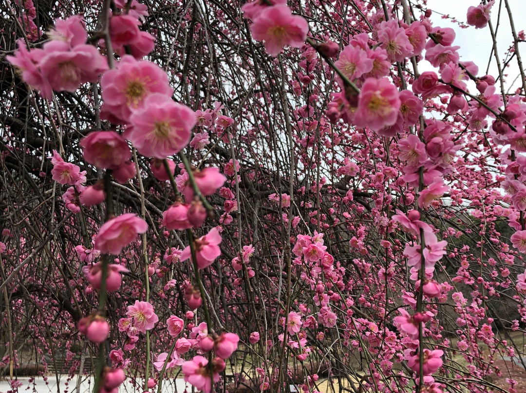 Bairin Park-佐野市必去景点