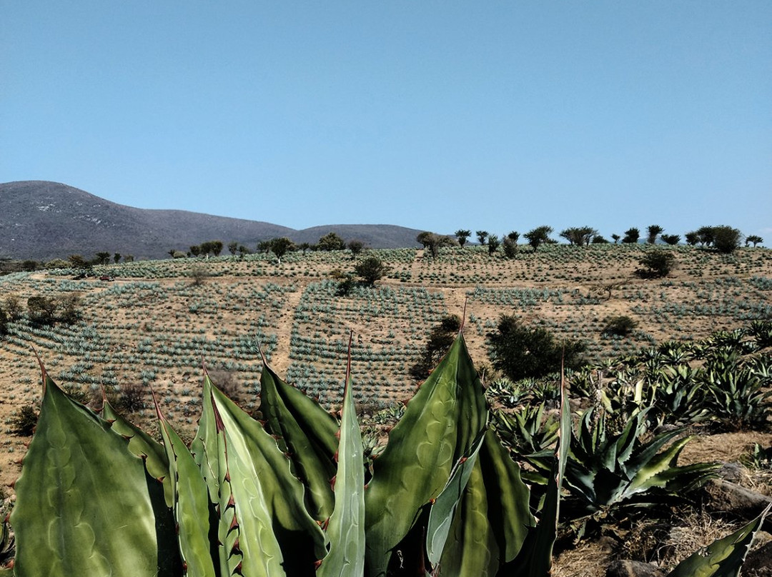 Casa Nayaá Mezcal景点图片