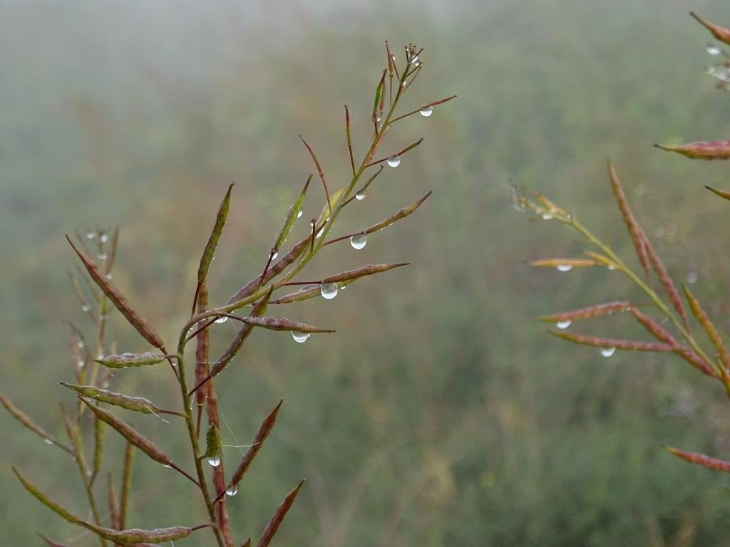 National Chambal Sanctuary NCS-阿格拉必去景点