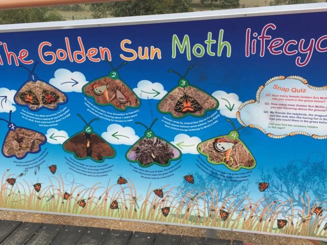 Golden Sun Moth Playground景点图片