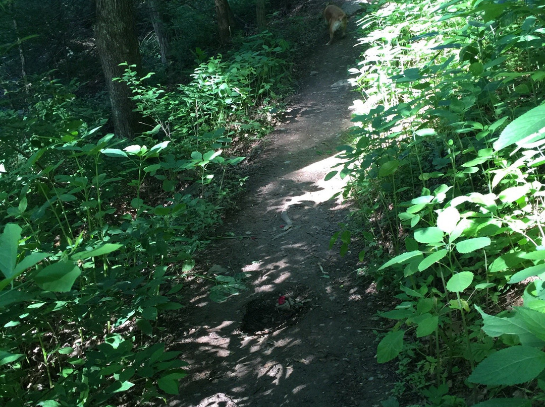Tucquan Glen Nature Preserve景点图片