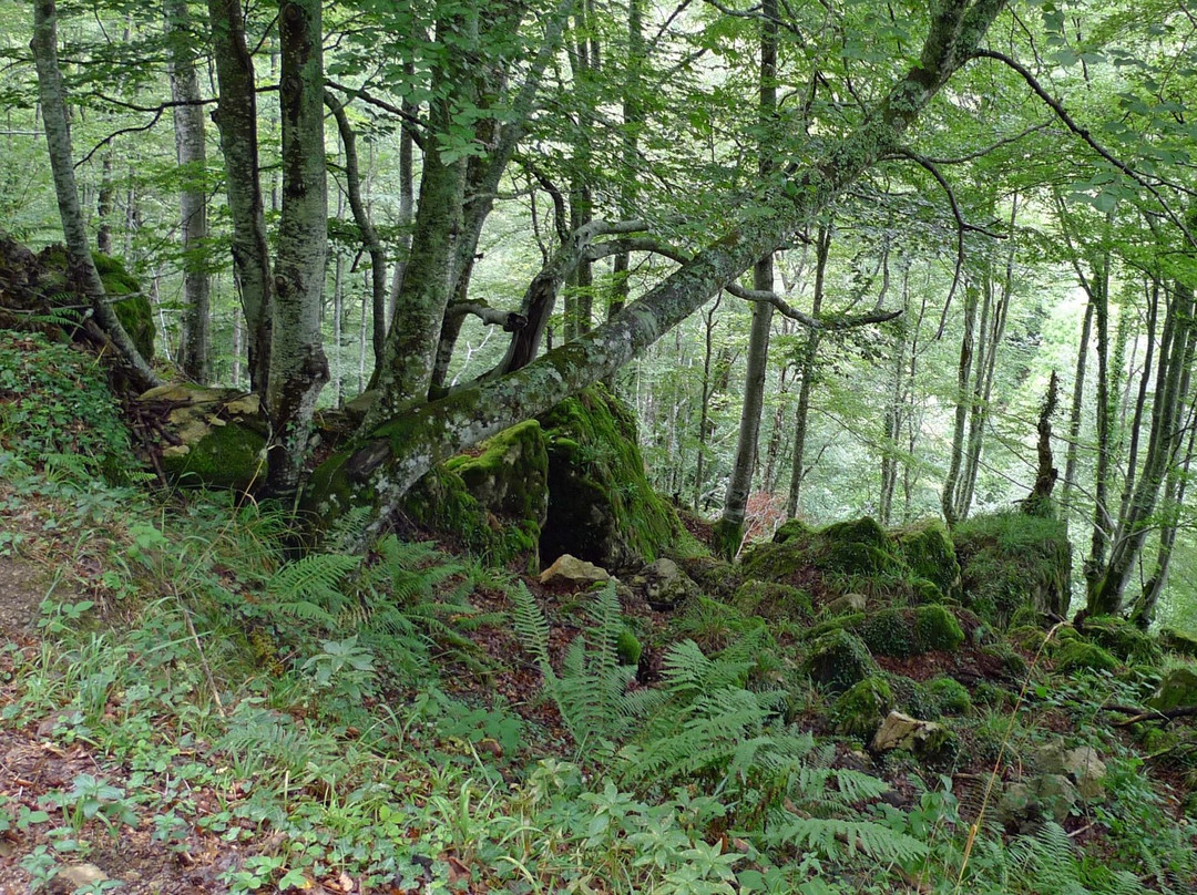 Hayedo de Monte Grande景点图片