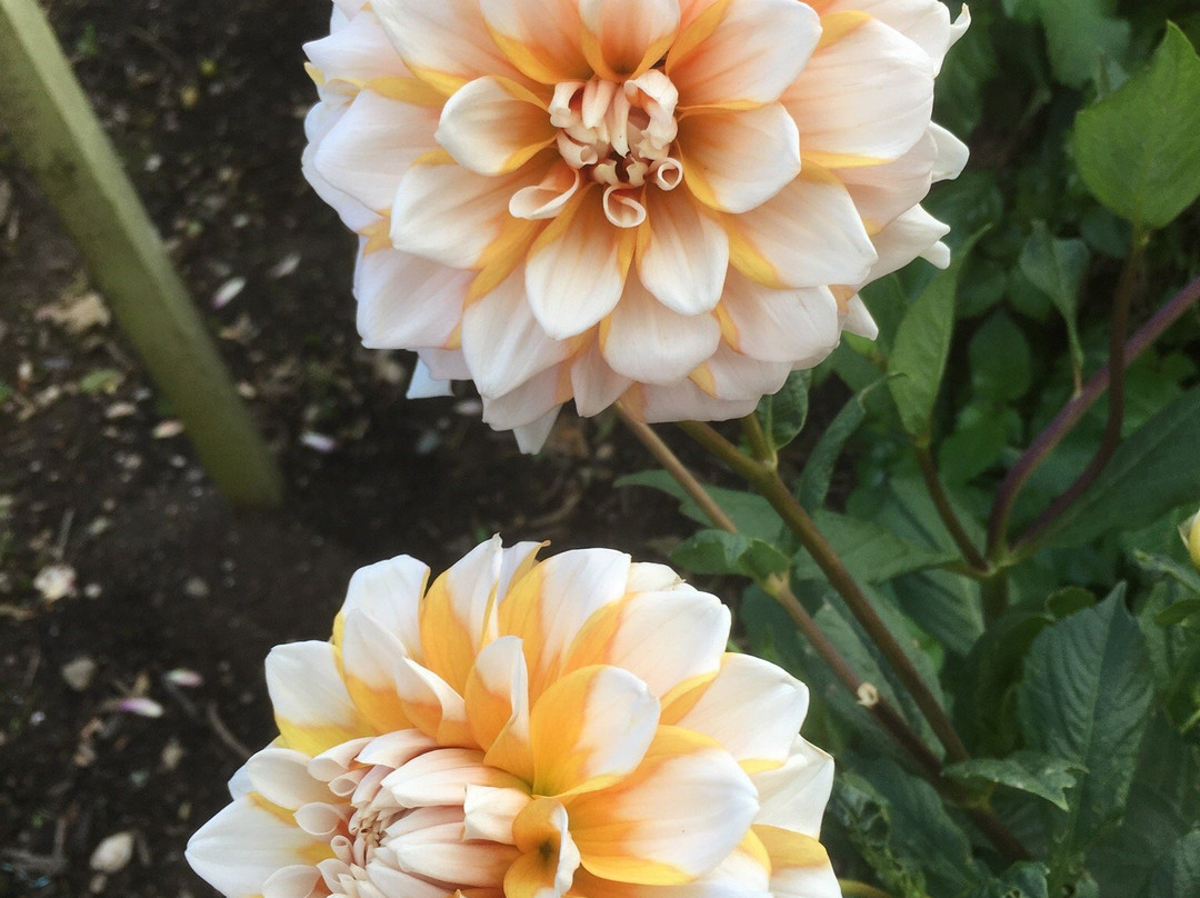 National Dahlia Collection-彭赞斯必去景点