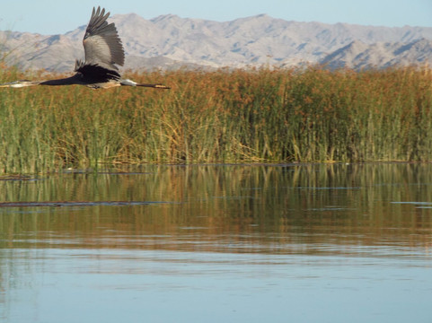 Havasu National Wildlife Refuge-尼德尔斯必去景点