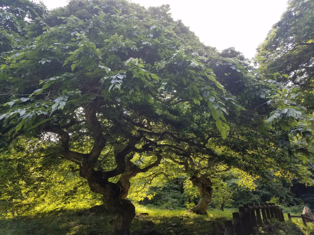 Tengushide Grove of Oasa景点图片