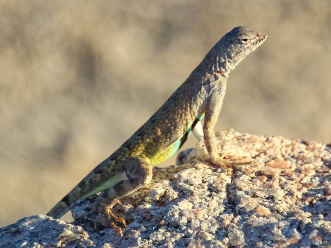 Quitobaquito Spring-Ajo必去景点