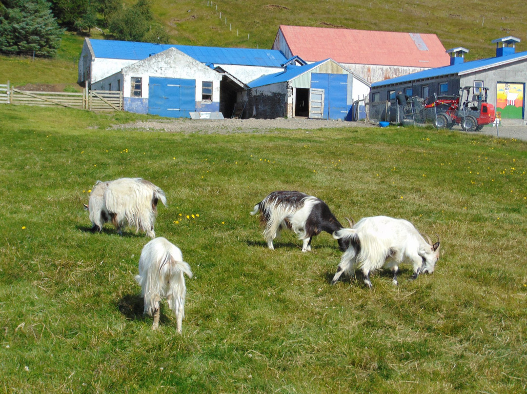 Haafell Goats and Roses景点图片